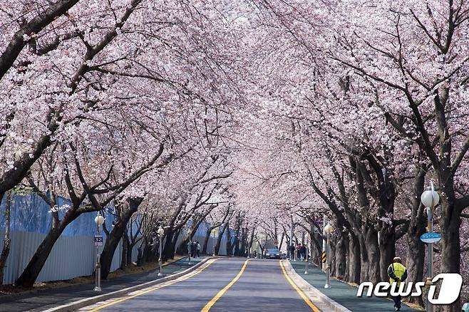 전북 군산시 은파호수공원 벚꽃 가로수.© 뉴스1