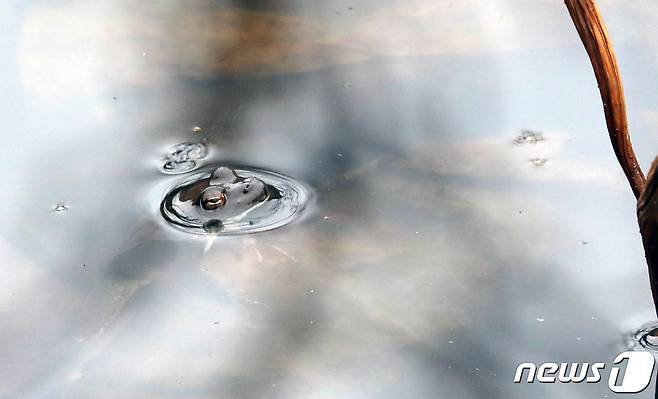 경칩을 하루 앞둔 4일 충남 천안시 광덕사 인근 연못에서 겨울잠에서 깬 개구리가 물 밖으로 얼굴을 내비치고 있다. 2021.3.4/뉴스1 © News1 장수영 기자