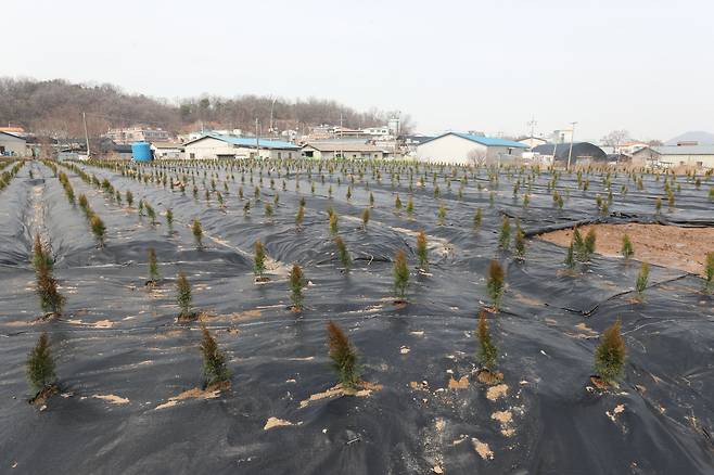 한국토지주택공사(LH)직원 일부가 경기도 광명,시흥 신도시 예정지에 투기목적으로 토지를 매입했다는 의혹이 제기됐다. 3일 오후 경기도 시흥시 과림동 667-1, 2, 3번지 토지에 묘목이 심어져 있다./ 장련성 기자