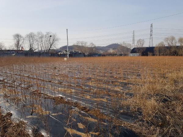 한국토지주택공사(LH) 직원과 가족으로 추정되는 이들이 매입한 것으로 알려진 3기 신도시 예정지 경기도 시흥의 한 농지에 3일 묘목들이 관리가 되지 않은 듯 말라 비틀어져 있다. 인근 부동산 중개업소에 따르면 이 농지는 시세보다 비싸게 매매된 것으로 전해졌다. 신용일 기자