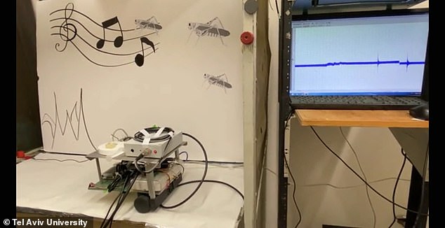 박수 소리 한 번에 전진…‘메뚜기 청각기관’ 이식한 바이오 로봇 개발