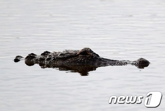 강에서 머리를 내밀고 있는 악어 © News1  자료 사진