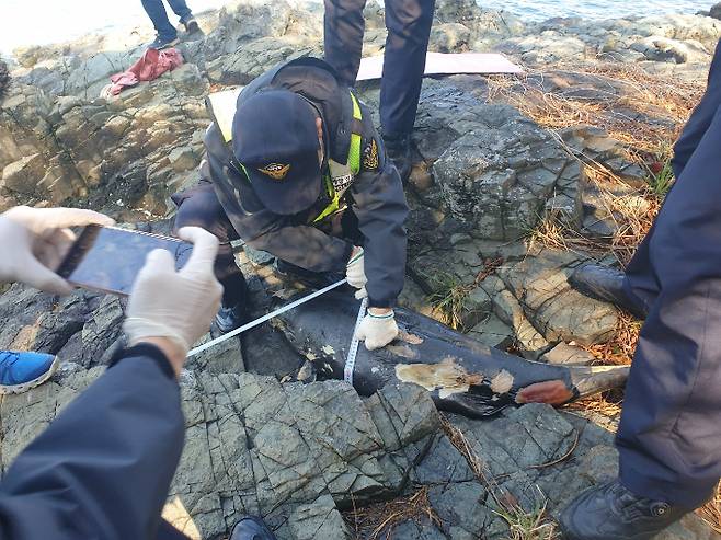 여수 돌산 해안가에서 상괭이 사체가 잇따라 발견되고 있다. 해양환경인명구조단 여수구조대 제공