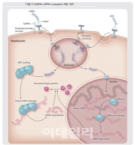 GalNAc-conjugate 작용기전.(자료=한국바이오협회)