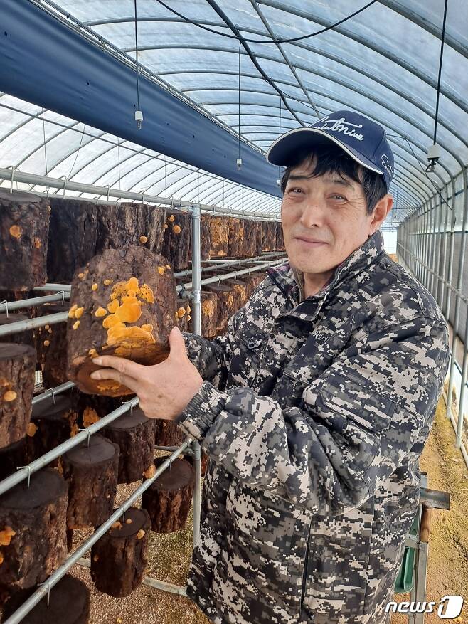 천풍농원 이종완씨가 상황버섯 배지를 들어보이며 재배방법을 설명하고 있다. © 뉴스1 김명규기자