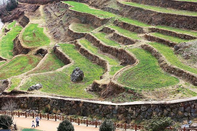 남해 '다랭이마을'엔 푸릇한 기운이 올라오는 중이다. 마을 길가엔 유채꽃도 피기 시작했다. / 양수열 영상미디어 기자