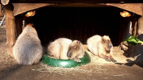 에버랜드에서 높은 인기를 끌고 있는 카피바라 삼총사. 왕준열PD