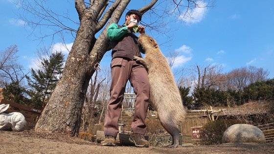 에버랜드 박영호 사육사가 카피바라에게 채소를 먹이고 있다. 왕준열PD
