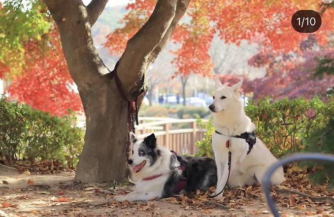 미오와 스노우. 똑같이 사랑하는 녀석들인데 털 색깔을 두고 혐오스럽다거나, 멋지다고 한다. 왜 그런 잣대를 함부로 들이대는가./사진=미오, 스노우 보호자님