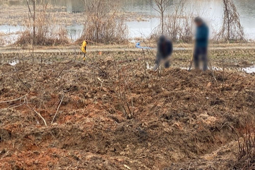 광주 광산구 산정지구의 한 농경지에서 지난 4일 일꾼들이 비를 맞으며 묘목을 심고 있다. 광주=연합뉴스