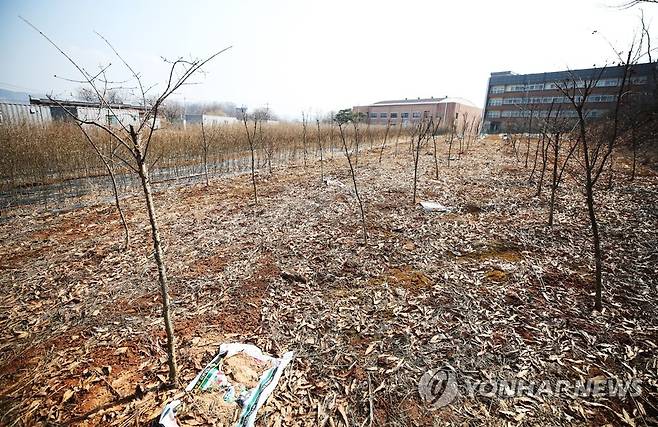 LH 직원 투기 의혹 토지에 심어진 산수유 (시흥=연합뉴스) 홍기원 기자 = LH 일부 직원들의 광명ㆍ시흥 신도시 땅 투기 의혹이 제기된 경기도 시흥시 무지내동의 한 토지에 8일 오후 산수유가 심겨 있다. 2021.3.8 xanadu@yna.co.kr