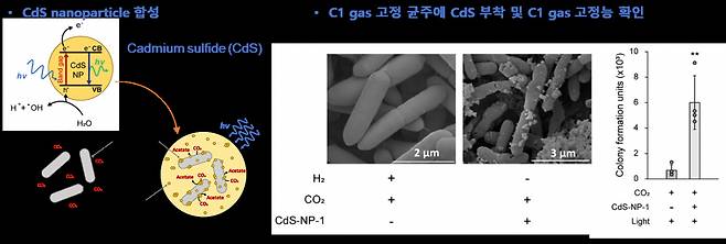 광나노입자 기반 인공광합성 시스템 모식도. 화학적으로 합성된 CdS 광나노입자를 아세토젠 미생물 표면에 부착시킨 인공광합성 시스템을 구축했다. 해당 나노-바이오 하이브리드 시스템은 빛 처리 조건에서 C1 가스를 고정해 성장 가능하다.[KAIST 제공]