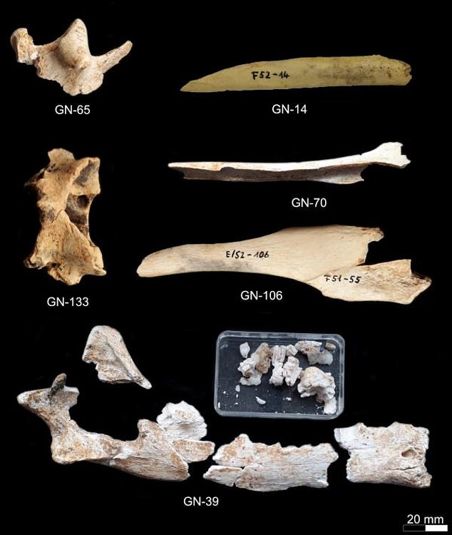 그니르스횔 동굴에서 발굴된 개 화석 표본. 이들은 최초의 길들여진 개로 추정된다.(사진=사이언티픽 리포츠)