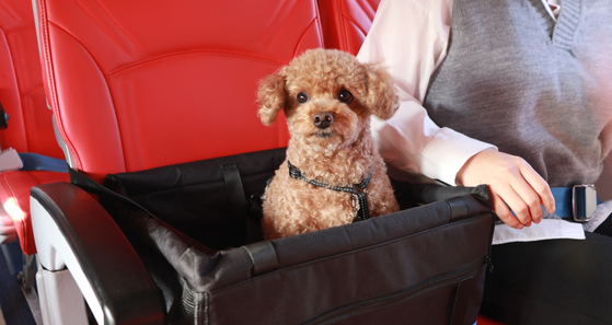 Pets Go, a local agency that provides services to enable travels with pets to take trips, is offering pet lovers a chance to fly with their furry friends sitting right next to them. [YONHAP]