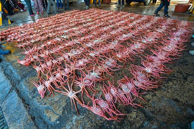 3월의 죽변항은 대게가 한창이다.