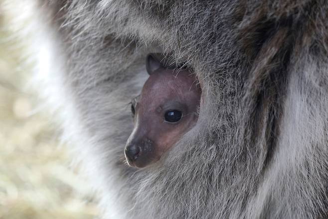 지난 3월 4일 크리미아 바흐치사라이의 한 동물원에서 갓 태어난 왈라비 새끼가 어미의 주머니속에서 밖을 쳐다보고있다./로이터 연합뉴스