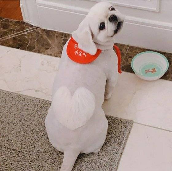 하트 모양으로 멋을 낸 설기. 미용을 마치고 찍은 한 컷. [이수지 제공]