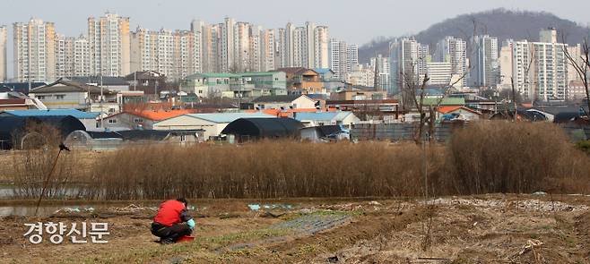 LH 경기지역본부 직원 강 모씨가 구입한 경기 광명시 옥길동 토지에 묘목이 심어져 있다. / 권도현 기자