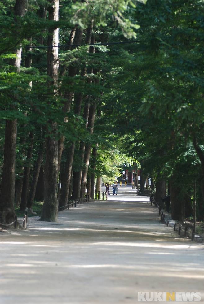 내소사 전나무길.