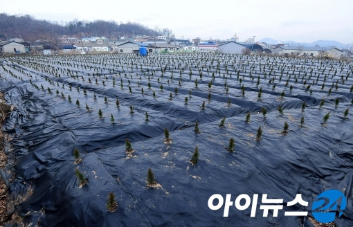 3기 신도시로 지정된 시흥시 과림동 현장에 묘목이 식재돼 있다. [국회사진취재단]