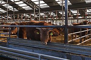 서산농장은 정 명예회장이 1998년 ‘소 떼 방북’ 때 판문점을 넘어 이끌고 간 소들을 키운 곳으로, 지금도 한우 목장에서 약 3000마리를 키우고 있다.   김호웅 기자