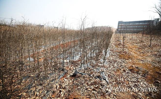 LH 일부 직원들의 광명ㆍ시흥 신도시 땅 투기 의혹이 제기된 경기도 시흥시 무지내동의 한 토지 [연합뉴스 자료사진]