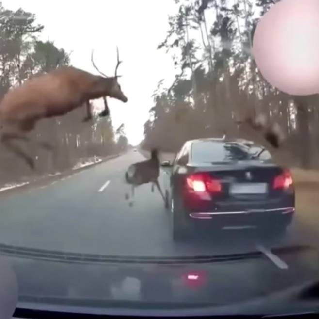 도로를 가로지르는 사슴떼. 미국 미시간주 오클랜드 카운티 보안관실 페이스북 캡처