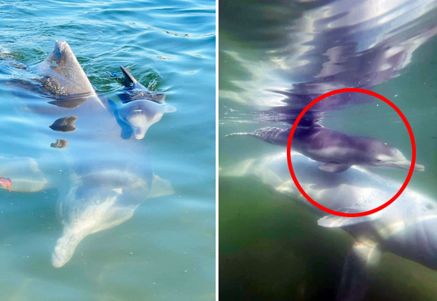 야생 혹등돌고래가 새끼 자랑에 나섰다. 16일(현지시간) 데일리메일 호주판은 퀸즐랜드 바다에 혹등돌고래 한 마리가 새끼를 데리고 나타났다고 전했다.