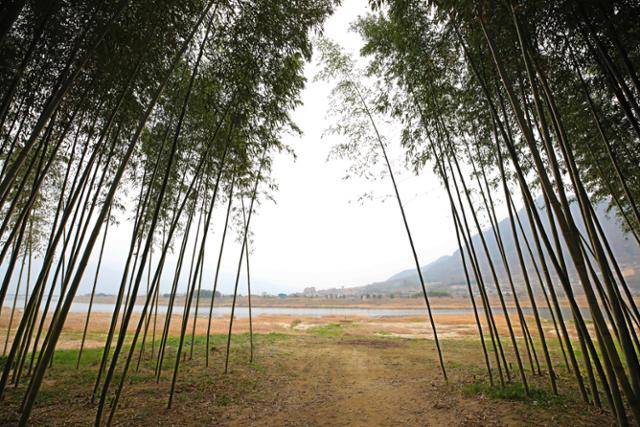 대나무숲길을 통과하면 섬진강이 바로 앞에 나타난다. ⓒ박준규