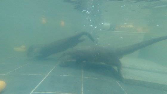 수달이 물 속에서 수영하는 모습. 이웃집 수달