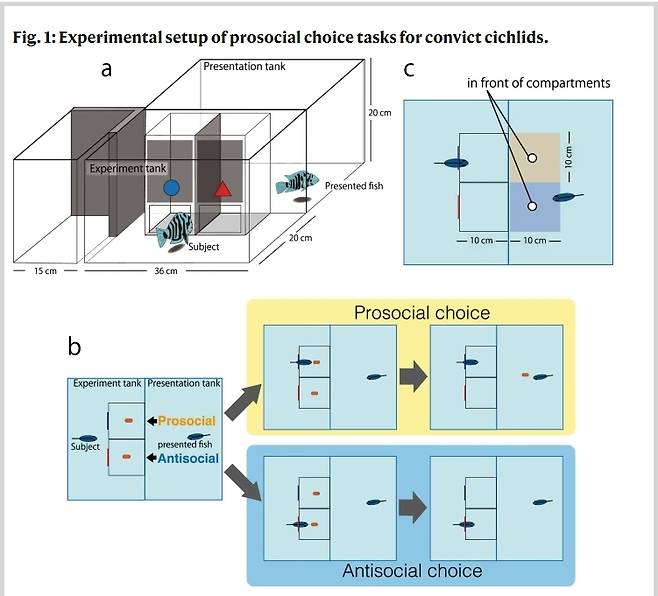 '죄수 시클리드' 친사회적 선택 과제 실험 구조 [네이처 커뮤니케이션스 관련 논문 캡처/ 재판매 및 DB 금지]