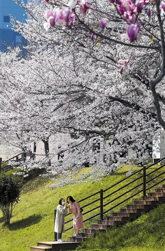 벚꽃 시즌이 온다… 남부는 이미 활짝 - 22일 광주광역시 북구 양산호수공원에서 산책 나온 시민들이 활짝 핀 벚꽃 아래에서 휴대전화로 찍은 사진을 들여다보며 이야기를 나누고 있다. 남부 지방을 중심으로 벚꽃 소식이 이어지고 있지만, 코로나 여파로 올해도 전국 곳곳에서 벚꽃 축제가 취소되고 있다. /김영근 기자