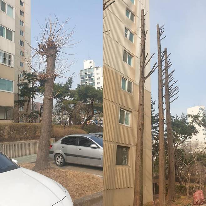 서울의 한 아파트 나무들. 아파트 나무들은 사유지에 있다는 이유로 제대로 된 관리 기준 없이 해마다 반복적인 두목치기(나무 기둥 윗부분을 모두 베어버리기)를 당하는 경우가 많다고 한다. ‘가로수를 아끼는 사람들’ 제공