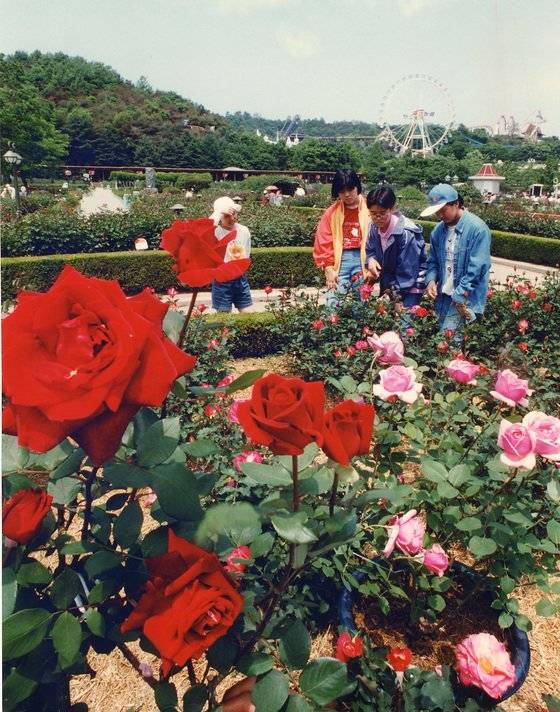 장미축제가 열린 1994년 5월 용인자연농원 장미원의 모습 [중앙포토]