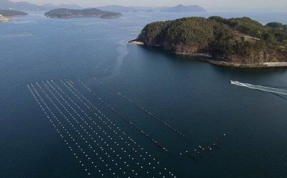 경남 창원시 진동만 바다. 짙푸른 바다가 모두 미더덕 양식장이다. 바다는 밭이다. 손민호 기자