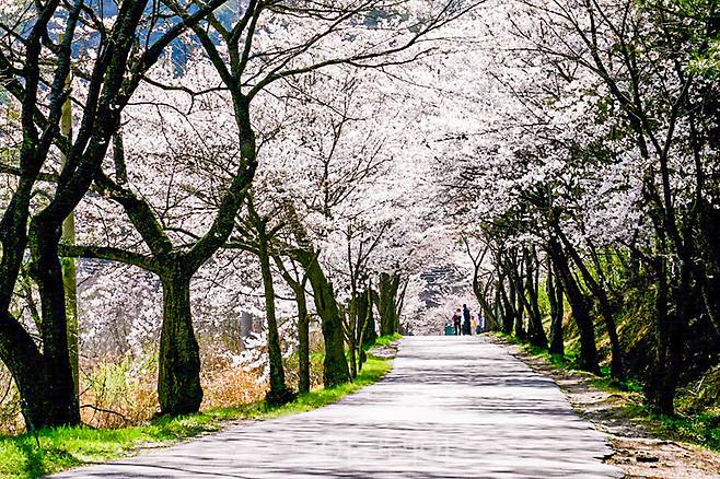 벚꽃길 (숭림사).사진=익산시