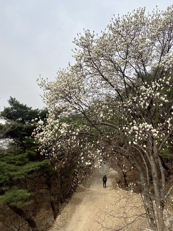 경기도 고양 북한산의 아미타사로 향하는 길, 흐드러진 목련이 길손을 맞이하고 있다. 지난 3월 26일 짙은 정장을 입은 한 남성이 절로 향하고 있다. 김홍준 기자