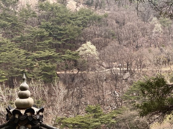 지난 3월 26일 경기도 고양 북한산의 아미타사로 향하는 길에 흐드러진 목련이 길손을 맞이하고 있다. 앞의 전각은 아미타사 맞은 편의 무량사 범종루다. 김홍준 기자