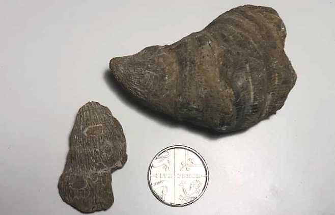 잉글랜드 중부 월솔에 사는 6세 소년 시닥 싱 자맷이 자신의 집 마당에서 발견한 최대 5억 년 전 고대 산호의 화석