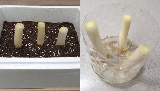 ① 파테크 1일차, 스티로폼 상자와 페트병을 이용해 대파를 키우고 있는 모습. 최민우 기자