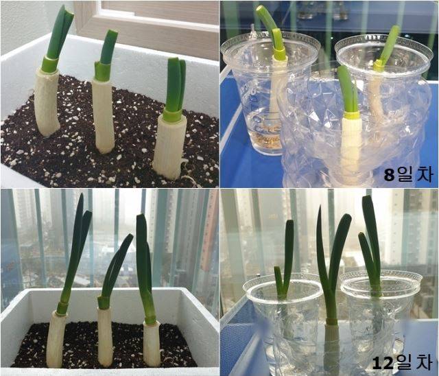 ④ 집에서 대파 키우기 12일 차. 대파의 파란 부분이 제법 크게 자란 모습. 최민우 기자