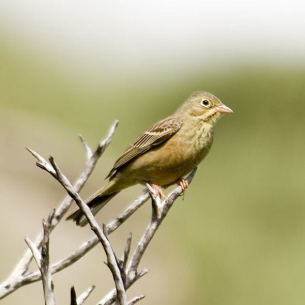 오르톨랑은 길이 16㎝에 무게 30g의 작은 새다. 현재 유럽에는 30만 마리가 서식하고 있다.