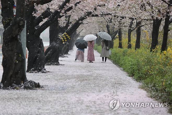 봄비 내린 어느 봄날 (서울=연합뉴스) 서명곤 기자 = 봄비가 내린 3일 오전 서울 여의도 윤중로에 떨어진 벚꽃잎이 바닥을 뒤덮고 있다. 국회 뒤 윤중로는 코로나바이러스 감염증(코로나19) 확산 방지를 위해 통제 중. 사전 신청한 외국인과 내국인들에 추첨을 통해 일부 개방. 2021.4.3 seephoto@yna.co.kr