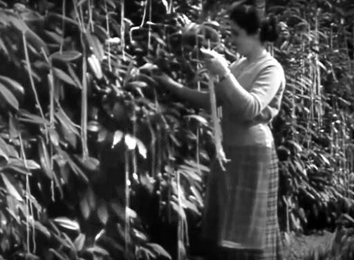 1957년 BBC방송에서 스위스의 한 주민이 스파게티 나무에서 파스타를 재배하고 있다는 내용의 방송 보도 [사진출처=위키피디아]