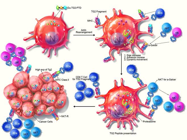 Transgelin-2 재조합 단백질을 이용한 차세대 항암면역세포치료술 개발 전략도.[GIST 제공]