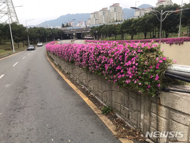 양산시, 도심 속 화단·꽃탑·꽃다리 일제 정비 *재판매 및 DB 금지