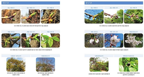 왕벚나무 관측 매뉴얼 [국립수목원 제공. 재판매 및 DB 금지]