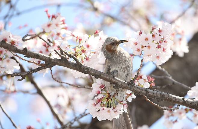 A brown-eared bulbul sips honey from a cherry blossom. (Kim Bong-gyu/The Hankyoreh)