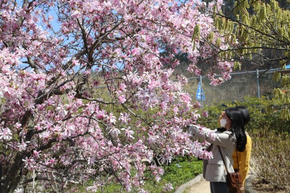 방문객이 봄꽃을 보고 있다. /사진=천리포수목원