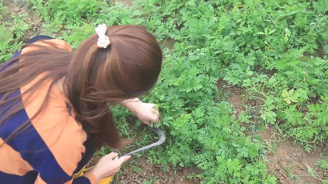 Every year, when early spring arrives, the young, tender Artemisia annua populating Choi’s farm in Gochang County, North Jeolla Province are ready to be hand-picked. (Photo credit: Yakcho-Anak)